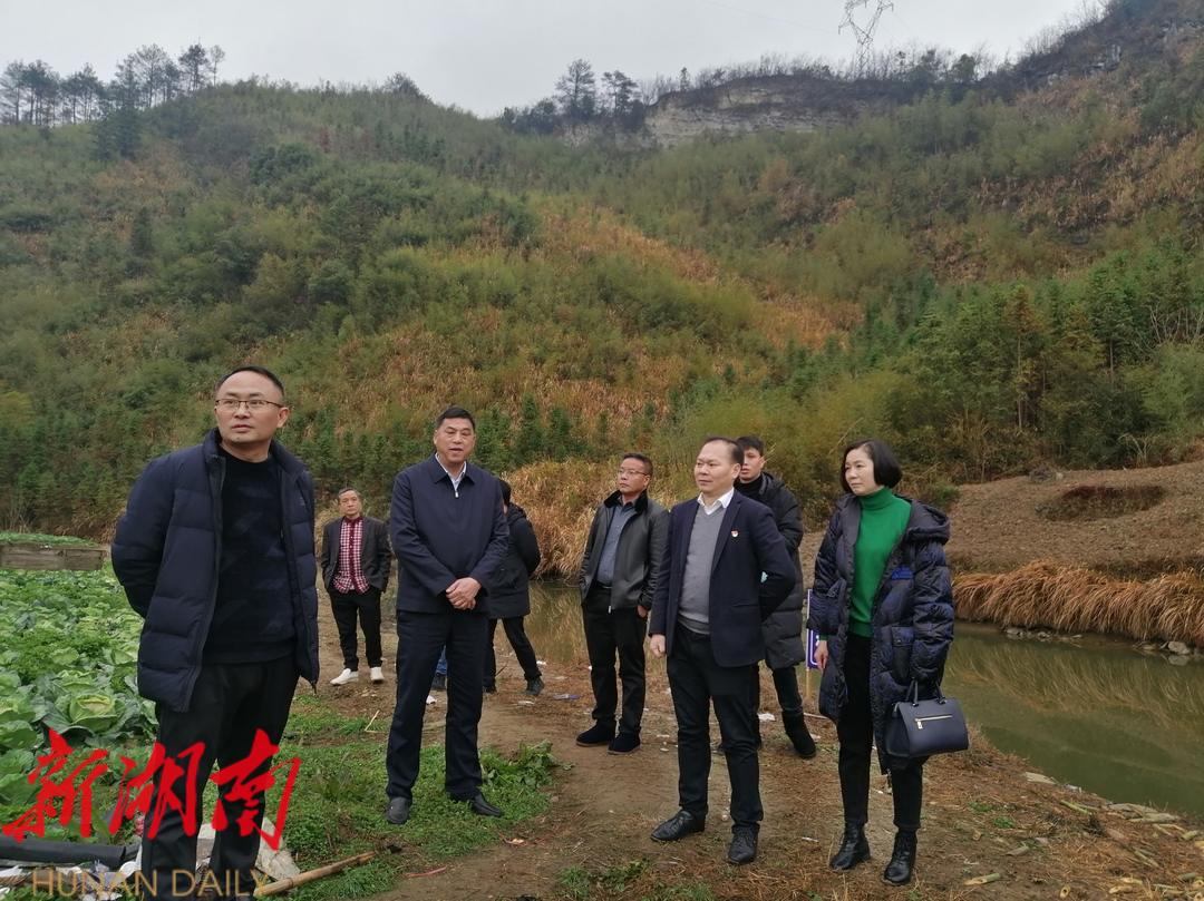 唐承威到蒋坊乡太和村调研乡村振兴工作_邵阳头条网